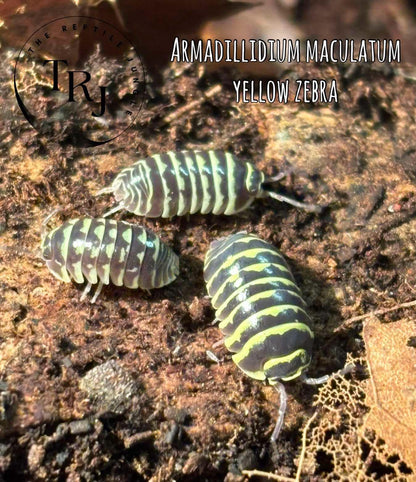 Armadillidium maculatum Yellow Zebra Isopods