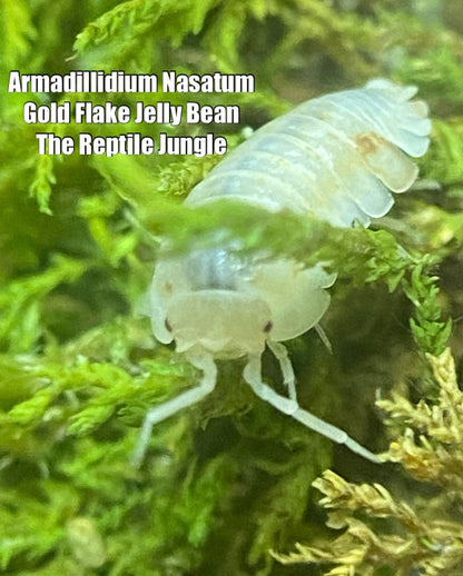 Armadillidium nasatum Gold Flake Jelly Bean Isopods