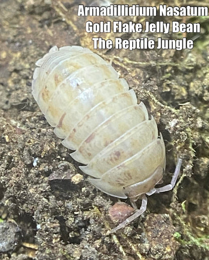 Armadillidium nasatum Gold Flake Jelly Bean Isopods