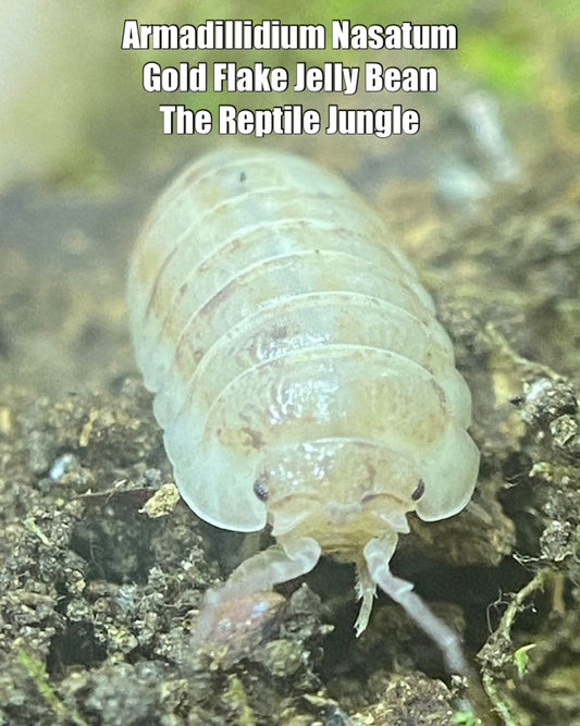 Armadillidium nasatum Gold Flake Jelly Bean Isopods