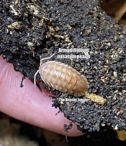 Armadillidium nasatum Peach Isopods
