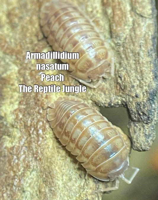 Armadillidium nasatum Peach Isopods