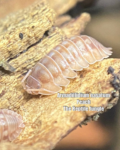 Armadillidium nasatum Peach Isopods
