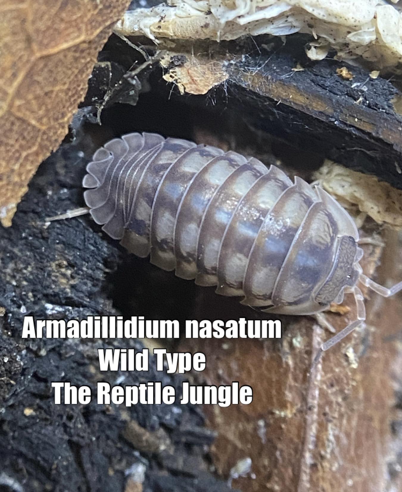 Armadillidium nasatum Wild Type Isopods – The Reptile Jungle