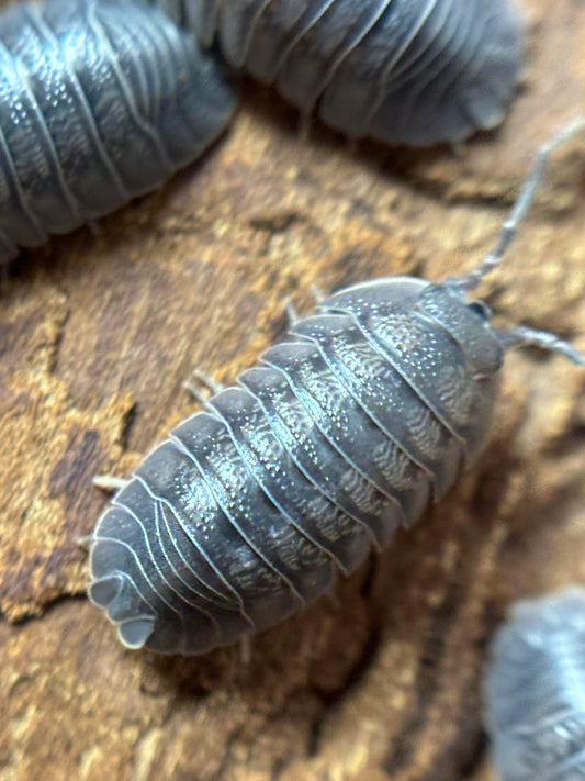 Armadillidium pallasii Isopods