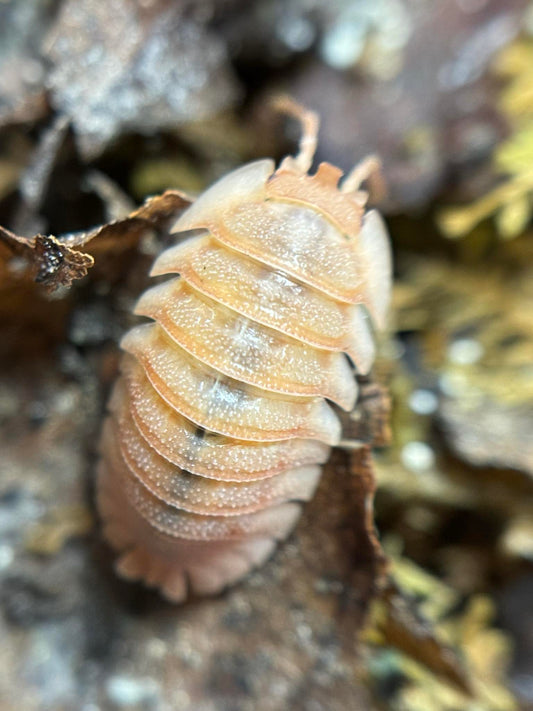 Armadillidium pallasii Orange Isopods