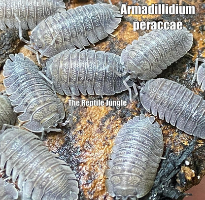 Armadillidium peraccae Isopods