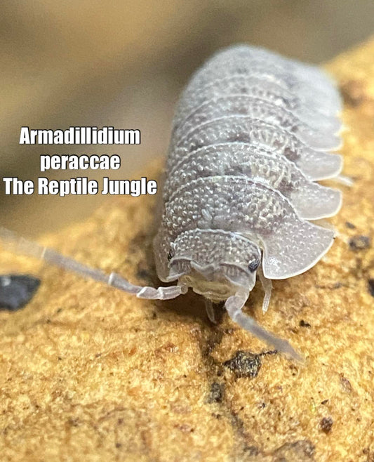 Armadillidium peraccae Isopods