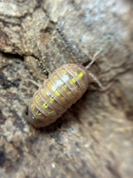 Armadillidium vulgare Albino T+ Isopods