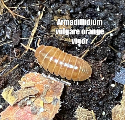 Armadillidium vulgare Orange Vigor Isopods