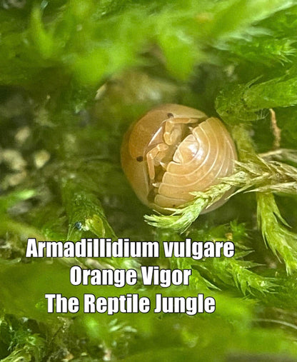 Armadillidium vulgare Orange Vigor Isopods