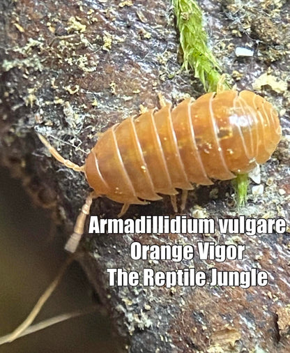 Armadillidium vulgare Orange Vigor Isopods