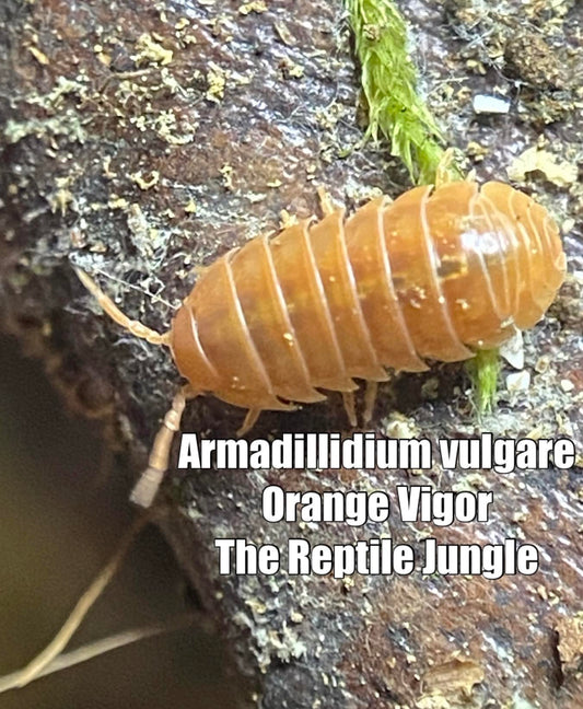 Armadillidium vulgare Orange Vigor Isopods