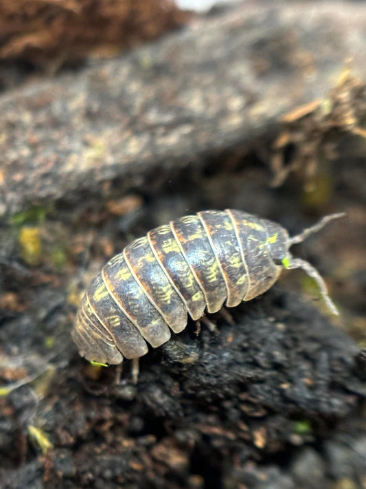 Armadillidium vulgare Wild Type Isopods