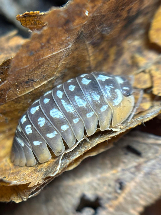 Armadillidium werneri Isopods