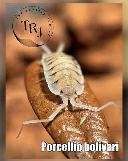 Porcellio bolivari Isopods