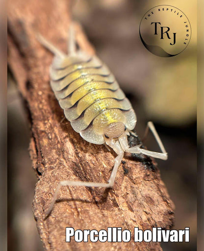 Porcellio bolivari Isopods
