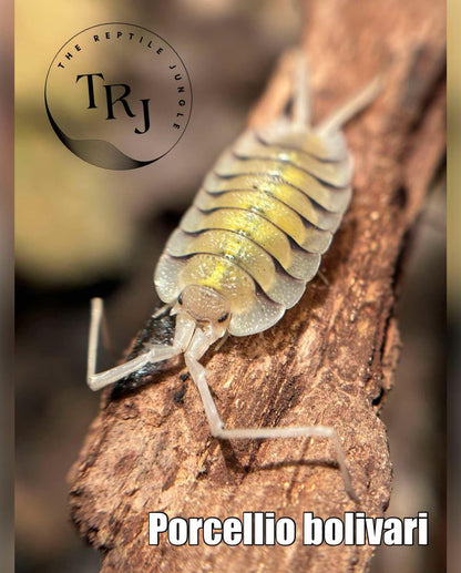Porcellio bolivari Isopods