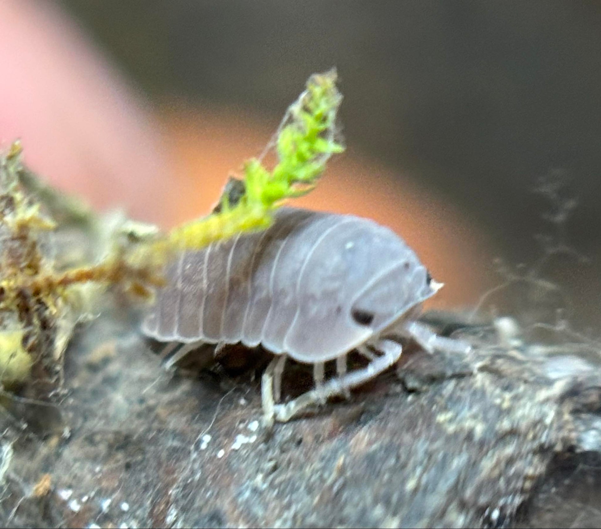 Cubaris murina Little Sea Isopods – The Reptile Jungle