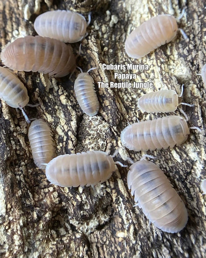 Cubaris murina Papaya Isopods