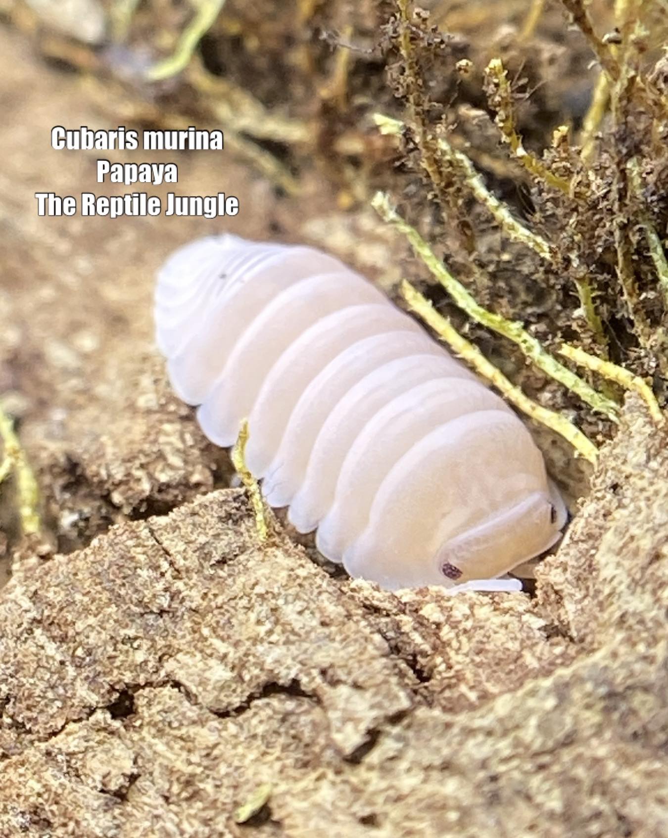 Cubaris murina Papaya Isopods – The Reptile Jungle