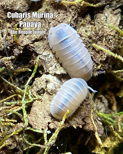 Cubaris murina Papaya Isopods
