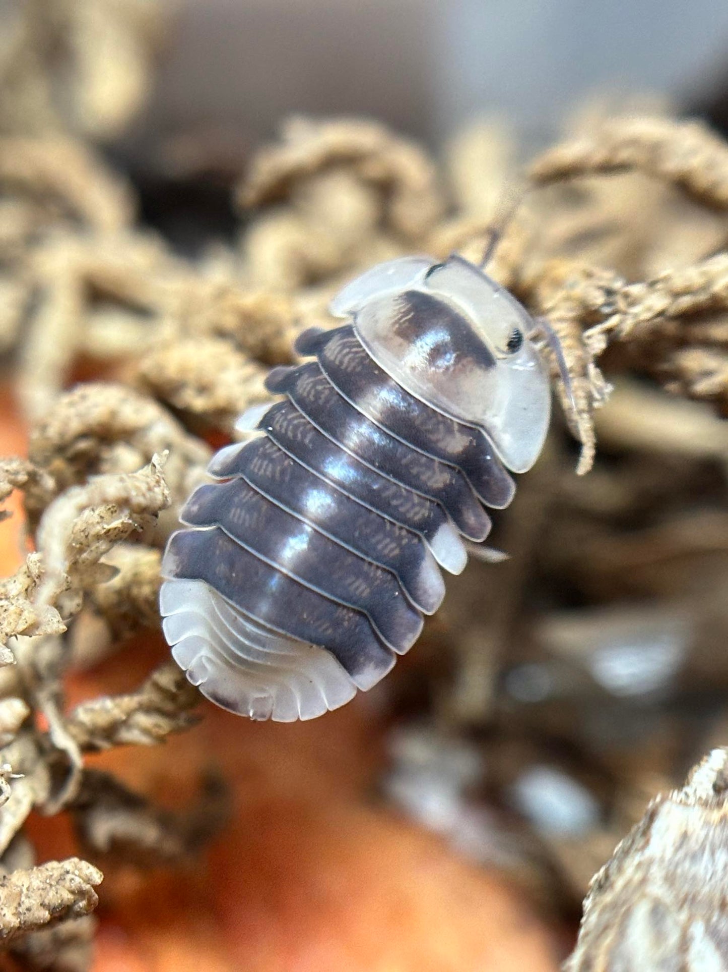 Cubaris sp White Ducky Isopods