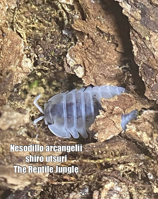 Nesodillo archangeli Shiro Utsuri Isopods