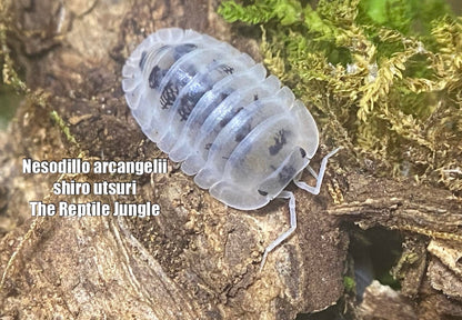 Nesodillo archangeli Shiro Utsuri Isopods
