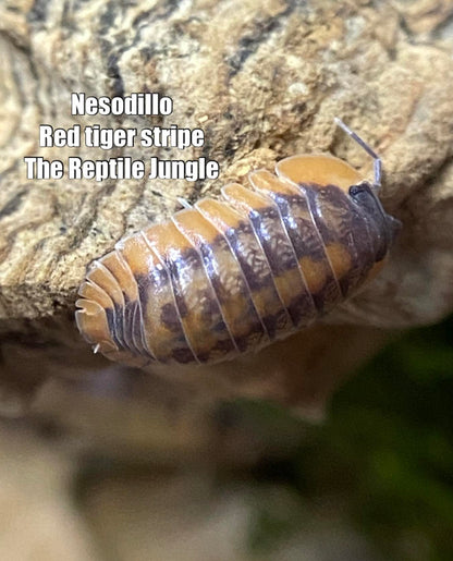 Nesodillo sp Red Tiger Isopods