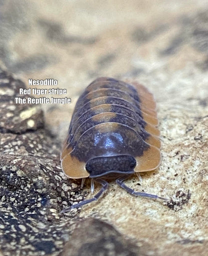 Nesodillo sp Red Tiger Isopods