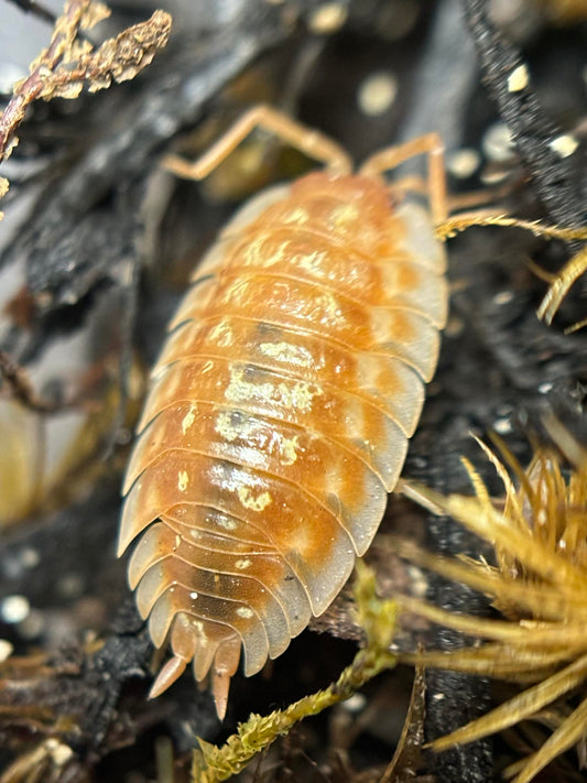 Oniscus asellus Orange Maple (Skirted) Isopods