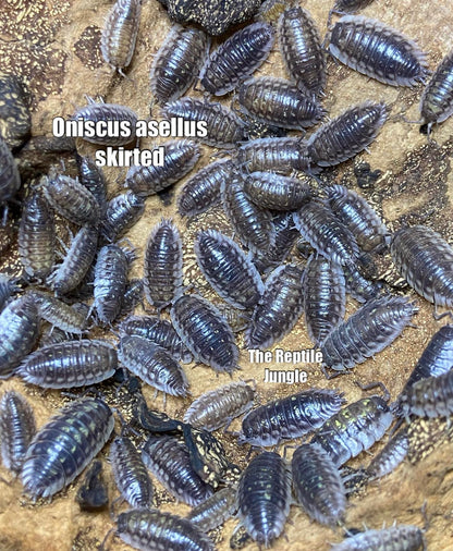 Oniscus asellus Skirted Isopods