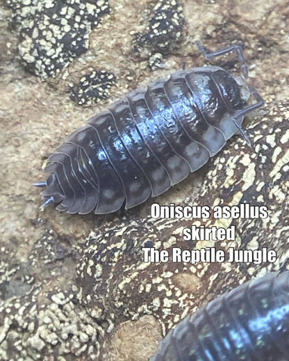 Oniscus asellus Skirted Isopods