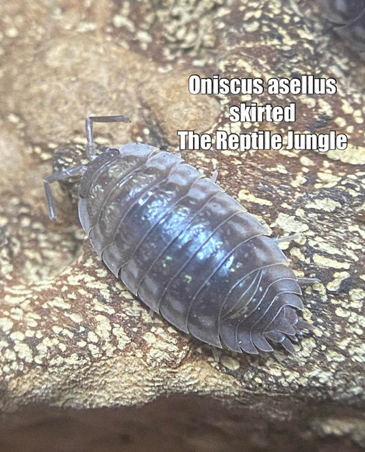 Oniscus asellus Skirted Isopods