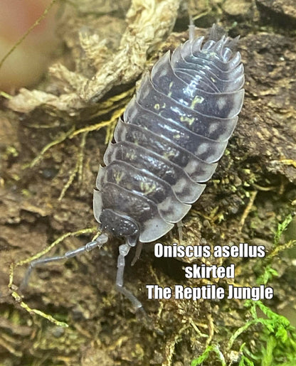 Oniscus asellus Skirted Isopods
