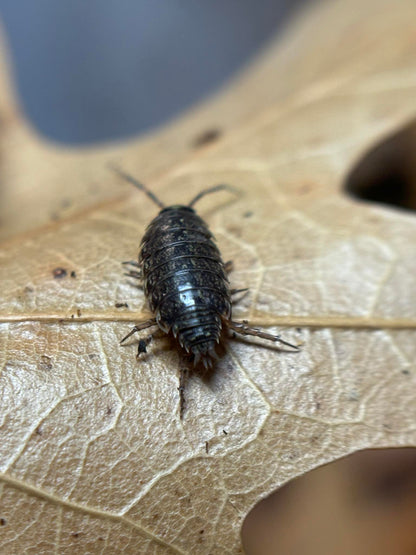 Philoscia muscorum Isopods