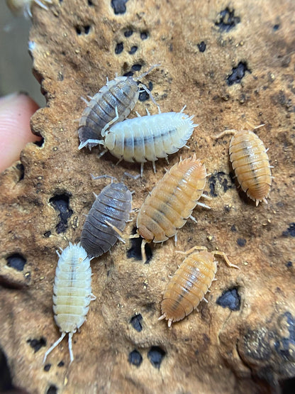 Porcellio scaber PARTY MIX Isopods