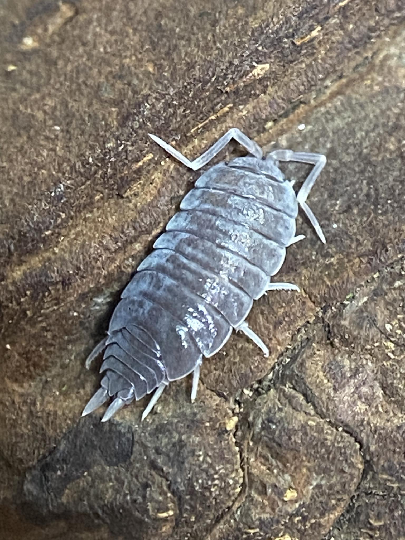 Porcellionides Pruinosus Powder Blue Isopods – The Reptile Jungle