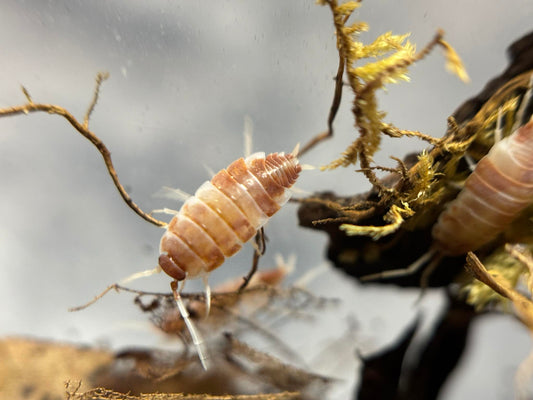 Porcellionides Pruinosus Orange Cream Isopods