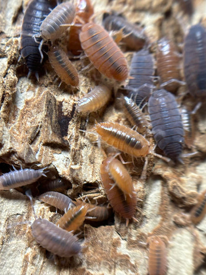 Porcellionides Pruinosus PARTY MIX Isopods