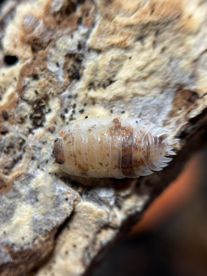 Porcellio scaber Koi Isopods