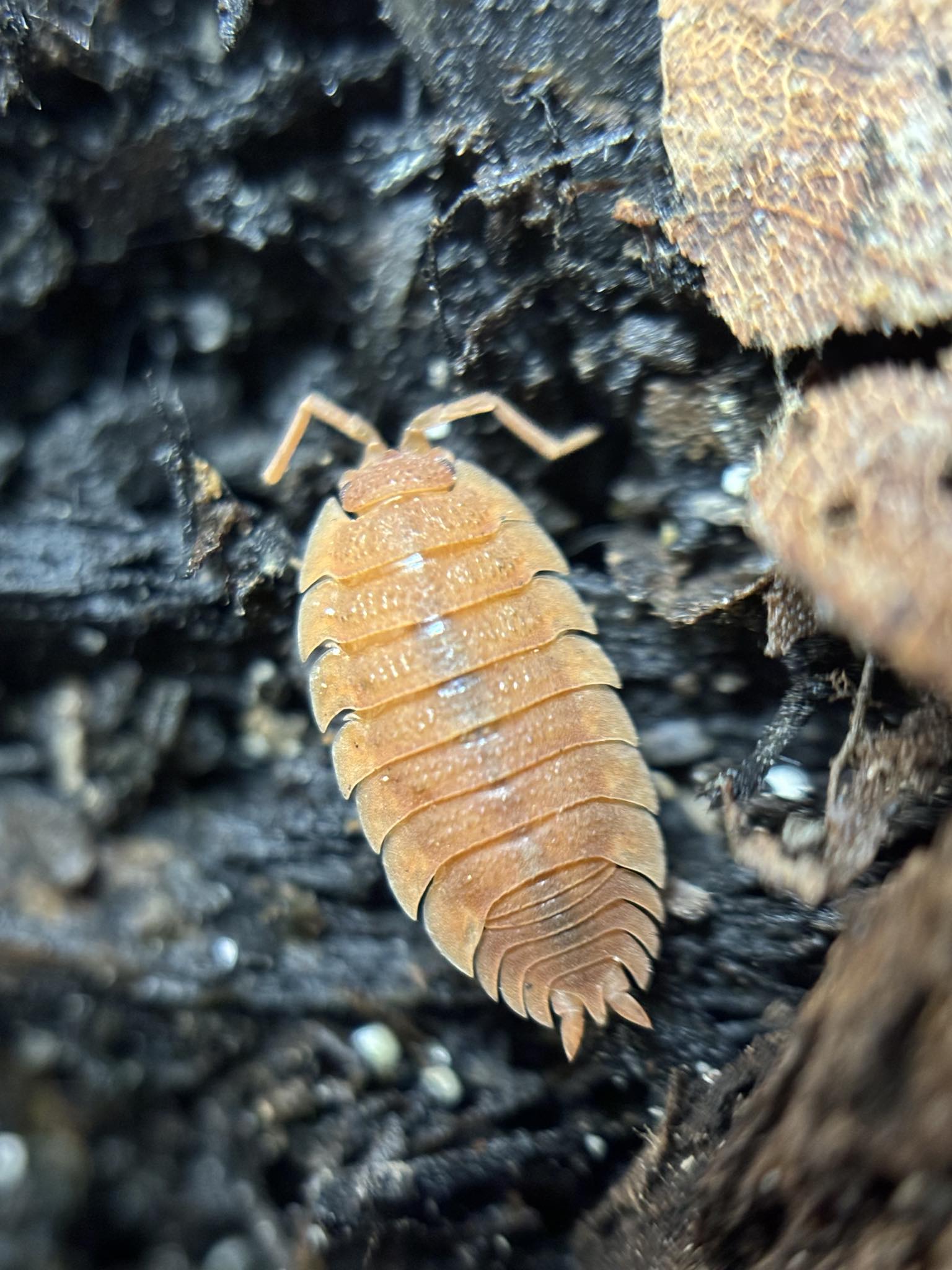 Porcellio Scaber PARTY MIX Isopods The Reptile Jungle porcellio-scaber-party-mix-isopods-the-reptile-jungle