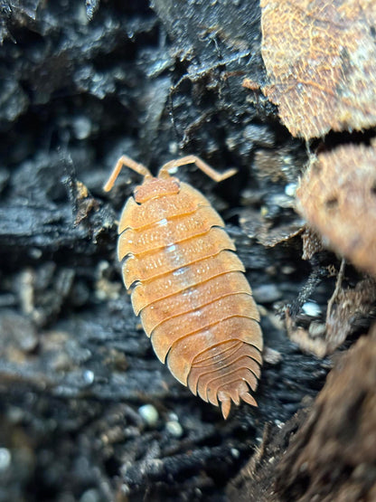 Porcellio scaber PARTY MIX Isopods