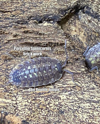 Porcellio spinicornus Brickwork Isopods