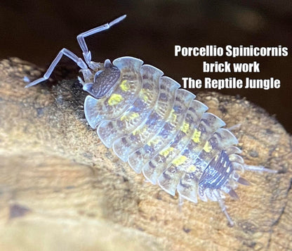 Porcellio spinicornus Brickwork Isopods