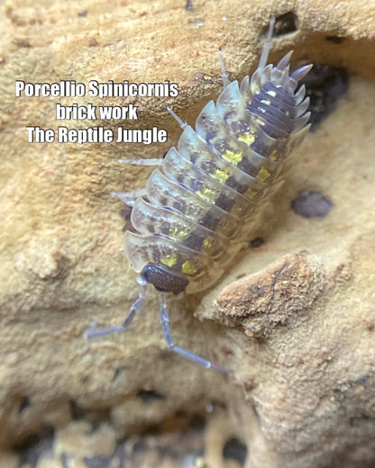 Porcellio spinicornus Brickwork Isopods