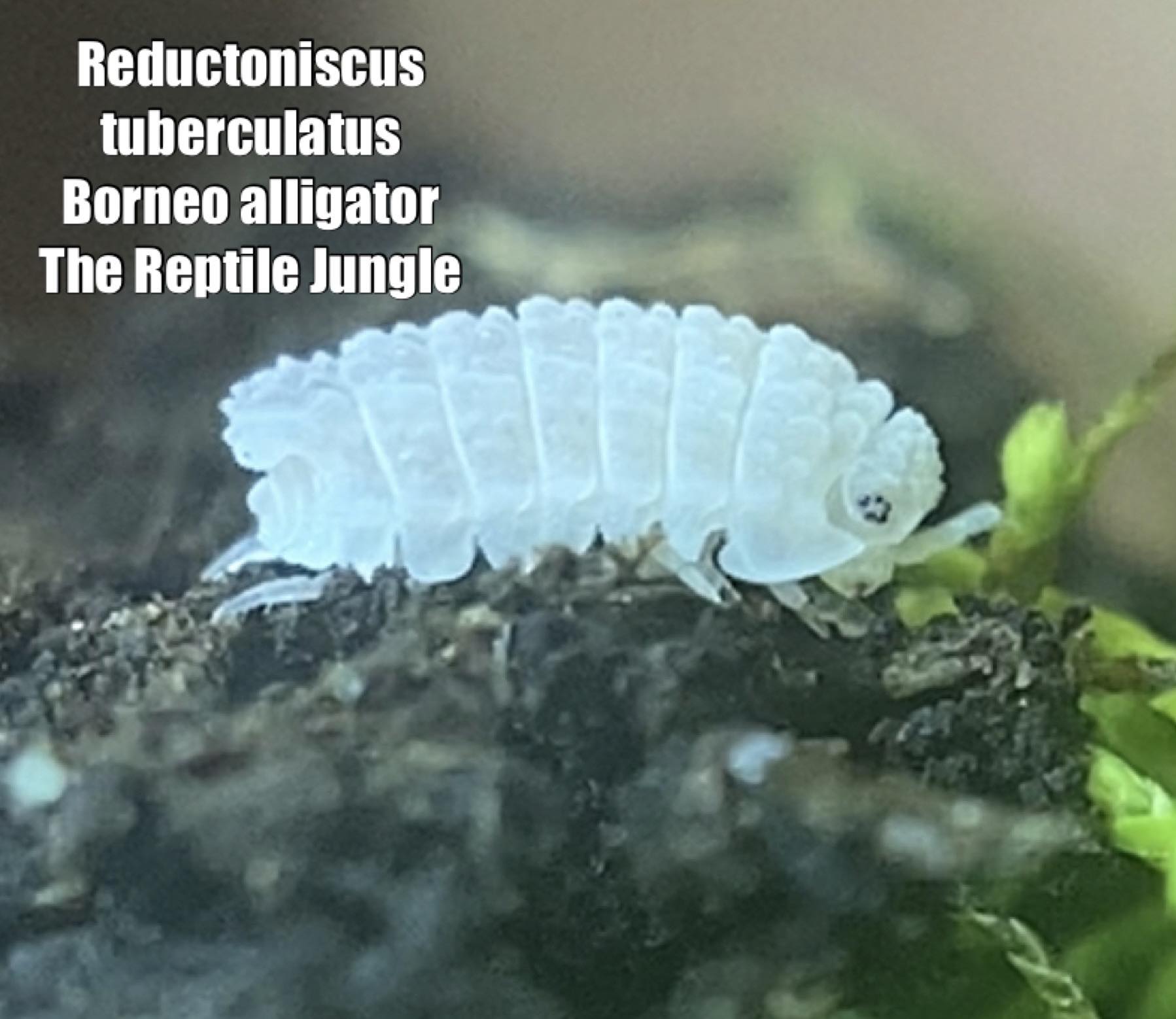 Reductoniscus tuberculatus Borneo Alligator Isopod – The Reptile Jungle