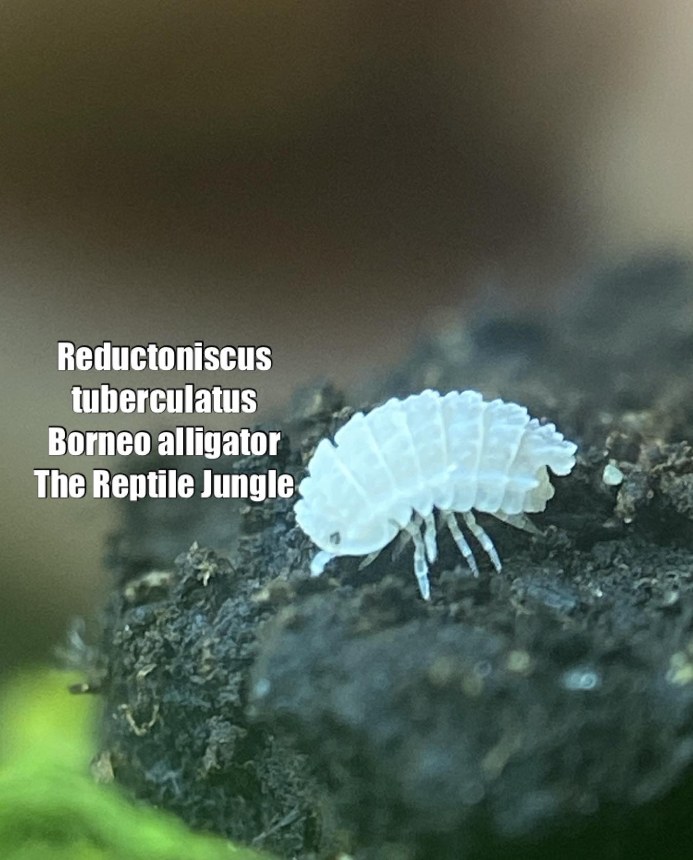 Reductoniscus tuberculatus Borneo Alligator Isopod – The Reptile Jungle
