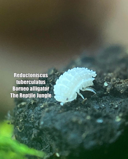 Reductoniscus tuberculatus Borneo Alligator Isopod – The Reptile Jungle